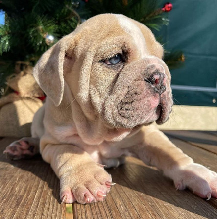 AKC-Registrierung für Englische Bulldoggenwelpen Hamburg - photo 1