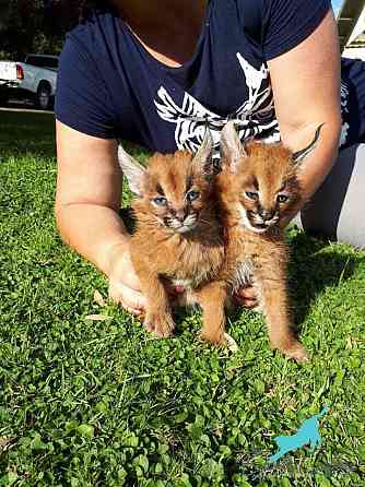 Verfügbare Caracals-Kätzchen zum Verkauf. Hamburg