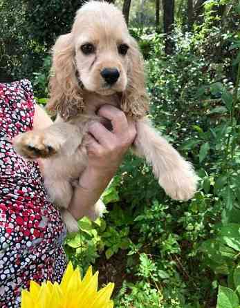 Cocker Spaniel Welpen zur Adoption Hamburg