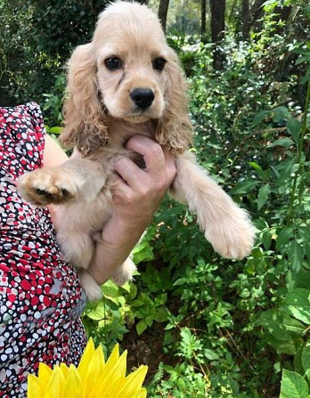 Cocker Spaniel Welpen zur Adoption Гамбург - изображение 1