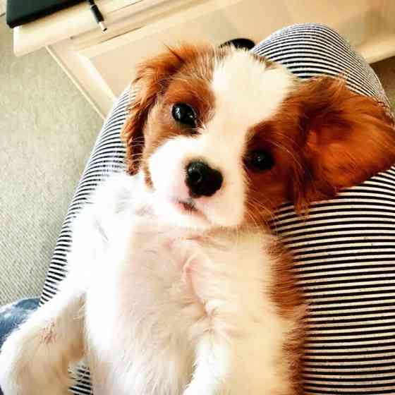 Cavalier King Charles Welpen Dresden