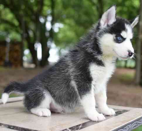 Süße Siberian Husky Welpen zur Adoption Гамбург