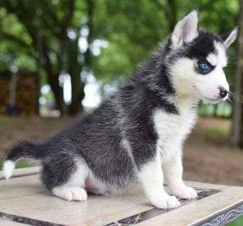 Süße Siberian Husky Welpen zur Adoption Гамбург - изображение 1