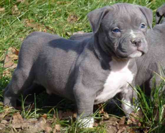 Blue Nose Pitbull Welpen zu verkaufen Гамбург