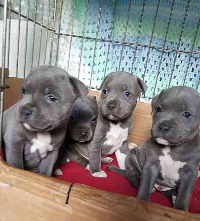 Blue Nose Pitbull Welpen zu verkaufen Гамбург