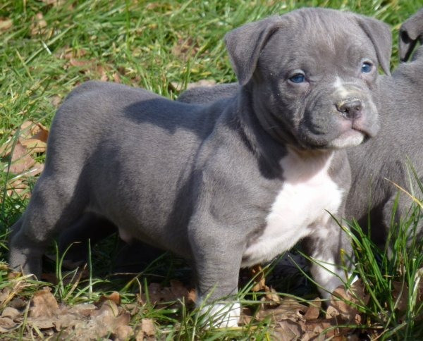 Blue Nose Pitbull Welpen zu verkaufen Hamburg - photo 2