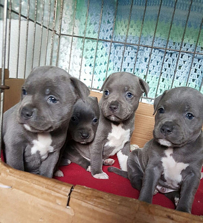 Blue Nose Pitbull Welpen zu verkaufen Гамбург - изображение 1