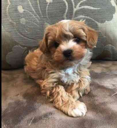 Attraktive Maltipoo-Welpen zu verkaufen Hamburg