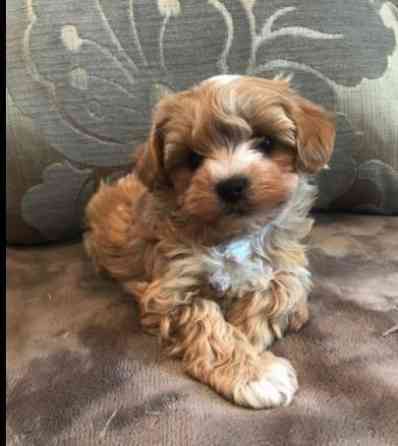 Attraktive Maltipoo-Welpen zu verkaufen Hamburg