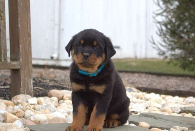 Gesunde Rottweiler-Welpen zu verkaufen Hamburg - изображение 2