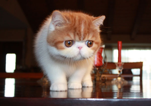 Wunderschöne Exotic Shorthair-Kätzchen können jetzt mit nach Hause genommen werden! Вісбаден - изображение 1