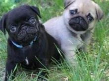 pug puppies Берлін - изображение 1