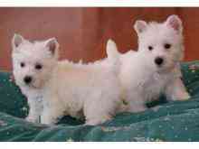 West Highland White Terrier Puppies Berlin