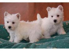 West Highland White Terrier Puppies Berlin - photo 1