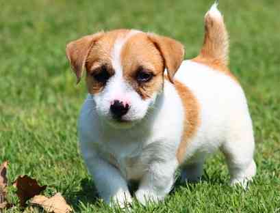 Jack Russell Puppies Берлін