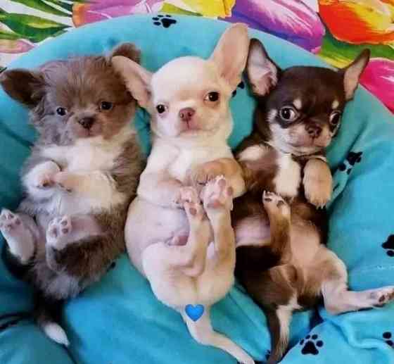 Chihuahua Puppies Берлін