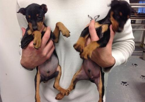 Miniature Pinscher Puppies Берлин - изображение 1