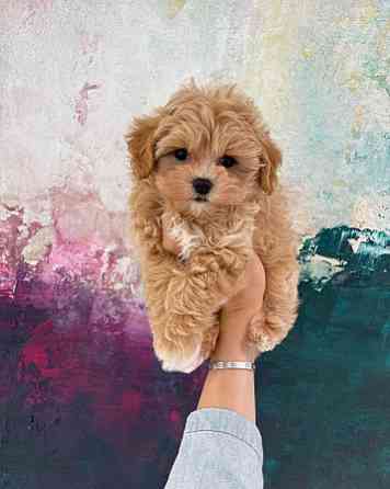 Maltipoo Puppies Берлін