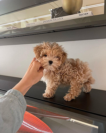 Maltipoo Puppies Berlin - photo 2