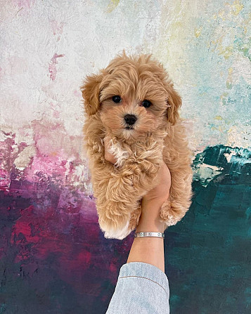 Maltipoo Puppies Берлин - изображение 1