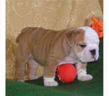 English Bulldog Puppies Берлин