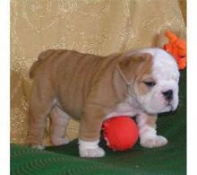 English Bulldog Puppies Berlin - photo 1