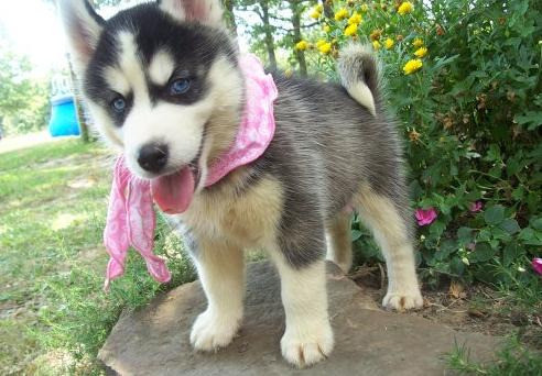 Siberian Husky Puppies Берлін - изображение 1