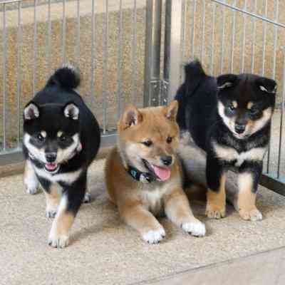 Shiba Inu puppies Berlin