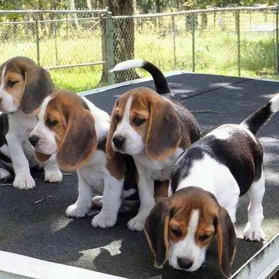 Beagle Puppies Берлін