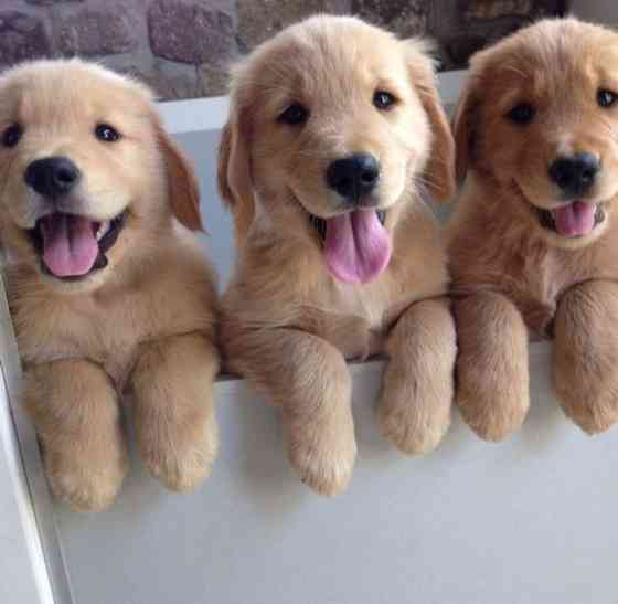 Golden Retriever Puppies Берлин