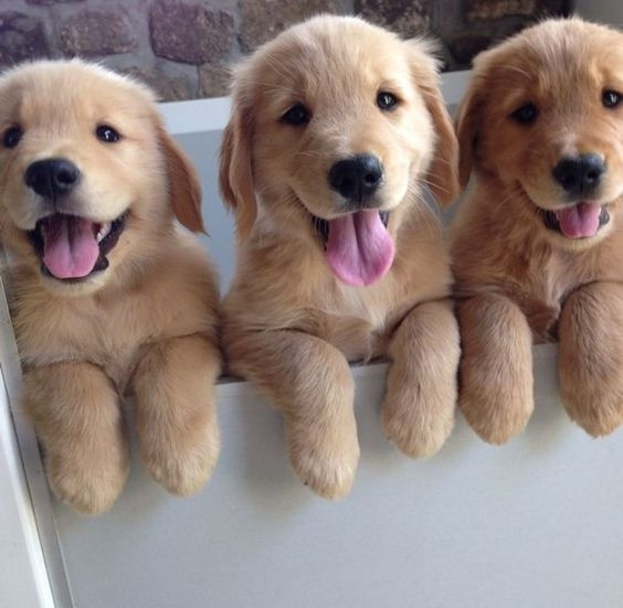 Golden Retriever Puppies Берлін - изображение 1