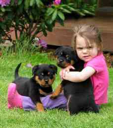 Rottweiler puppies Берлін