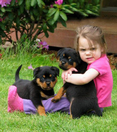 Rottweiler puppies Berlin - photo 1