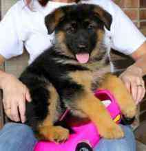 German Shepherd puppies Берлін