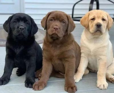 labrador retriever puppies Berlin - photo 1