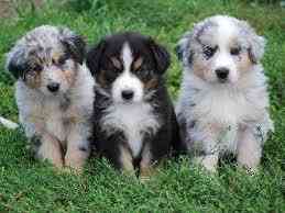 Australian Shepherd Puppies Берлін