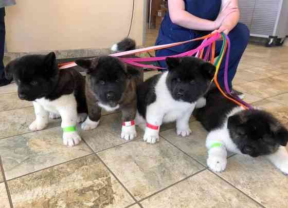 Akita Puppies Берлин