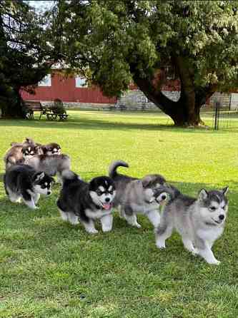 Alaskan Malamute Puppies Берлин