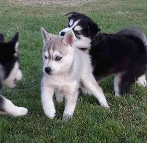 Alaskan Klee Kai Puppies Берлин