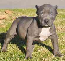 Ameriacan Pitt Bull Terrier puppies Berlin