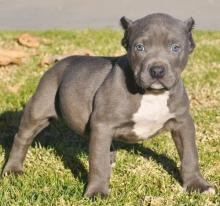 Ameriacan Pitt Bull Terrier puppies Berlin - photo 1