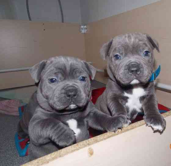 American Staffordshire Terrier Puppies Берлин