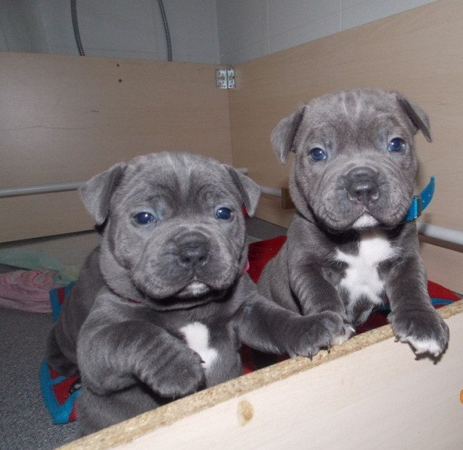 American Staffordshire Terrier Puppies Berlin - photo 1