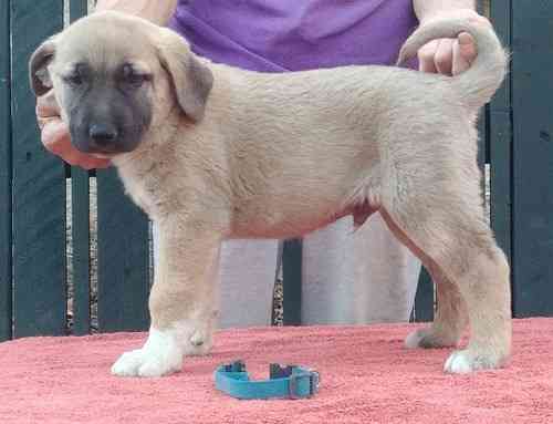 Anatolian Shepherd Puppies Берлин