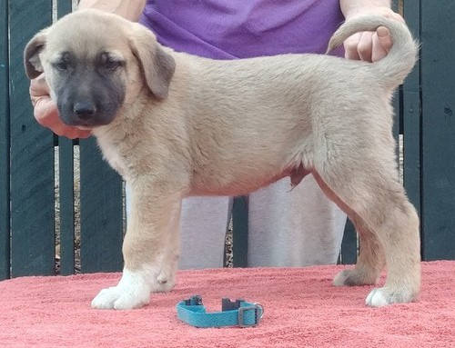 Anatolian Shepherd Puppies Berlin - photo 1