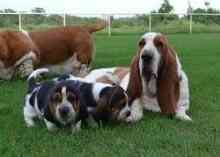 Basset Hound Puppies Berlin