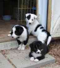 Border Collie Puppies Берлин