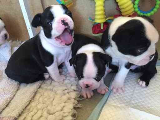 Boston Terrier Puppies Берлин