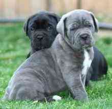 Cane Corso Puppies Berlin