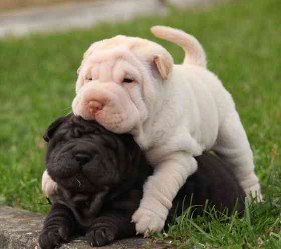 Chinese Shar Pei Puppies Берлин